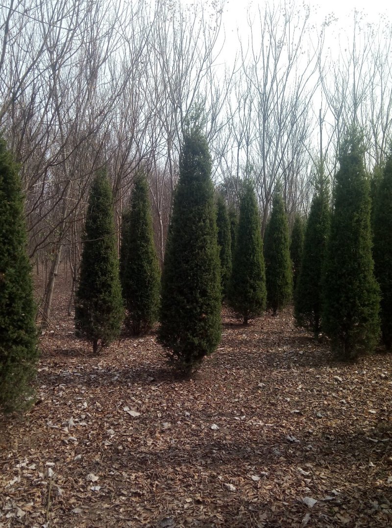 河南侩