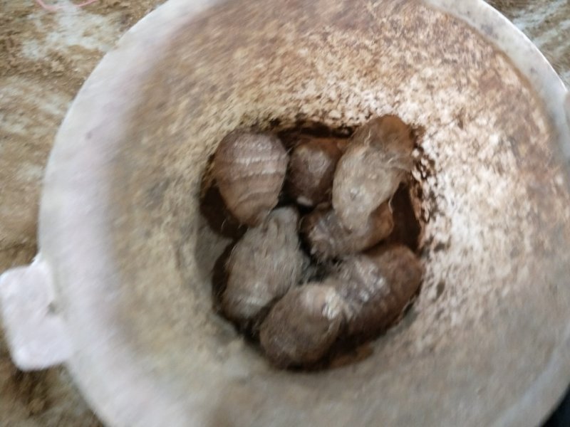 芋头种产地直销芋头洋芋种芋头货源充足质量很好