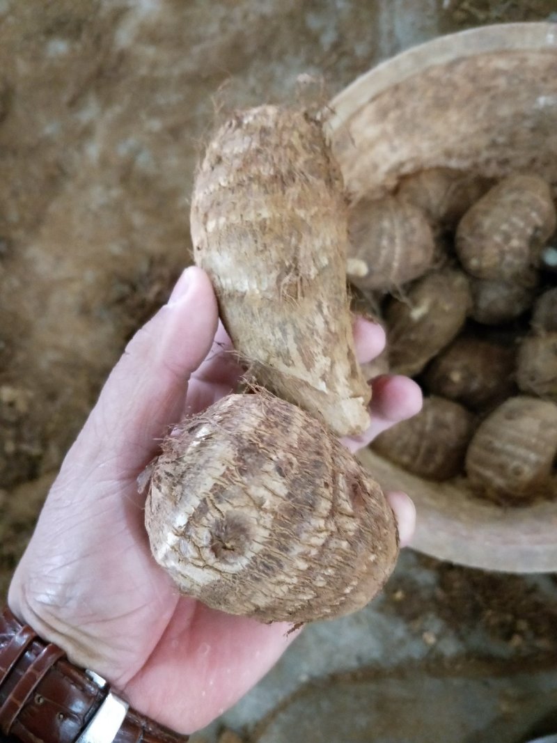 芋头种产地直销芋头洋芋种芋头货源充足质量很好