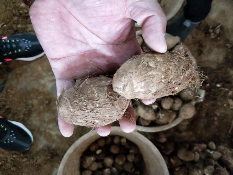 芋头种产地直销芋头洋芋种芋头货源充足质量很好