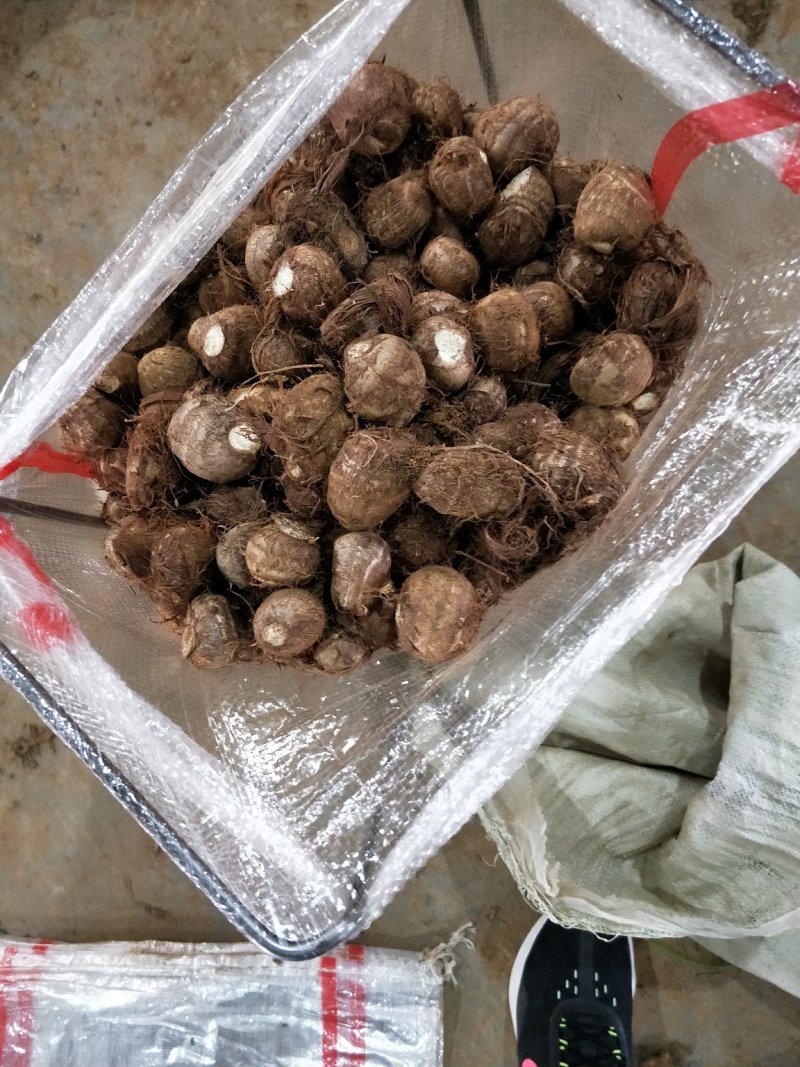 芋头种产地直销芋头洋芋种芋头货源充足质量很好