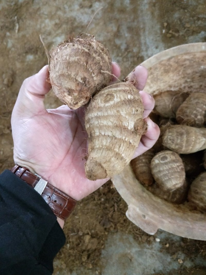 芋头种产地直销芋头洋芋种芋头货源充足质量很好