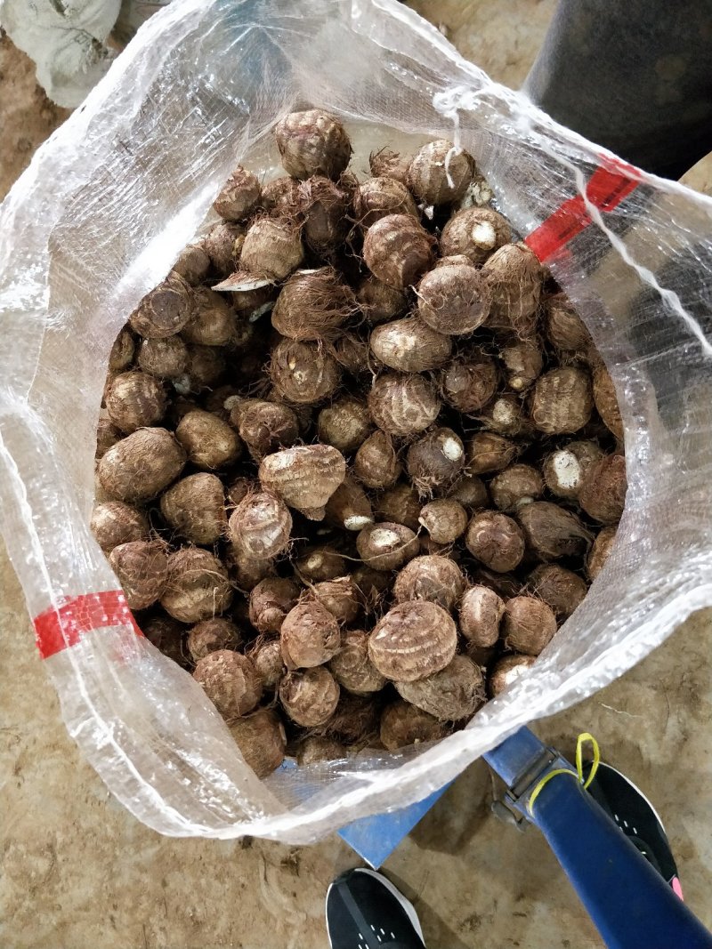 芋头种产地直销芋头洋芋种芋头货源充足质量很好