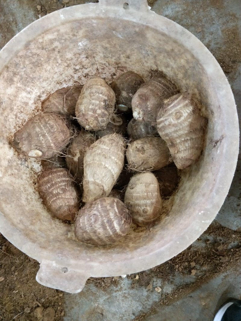 芋头种产地直销芋头洋芋种芋头货源充足质量很好