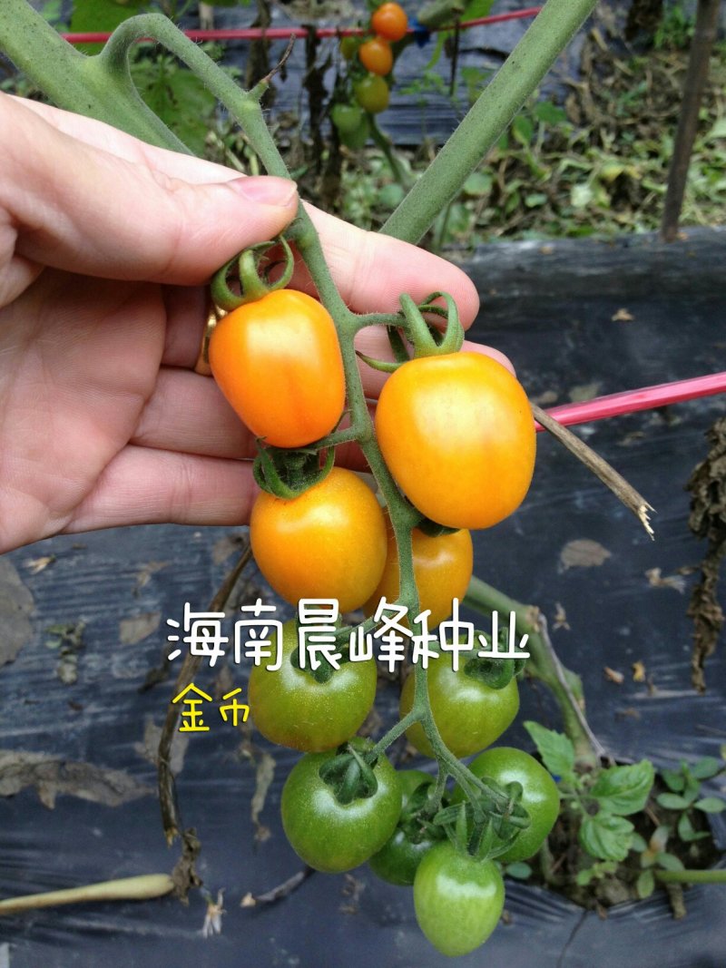 黄色圣女果种子