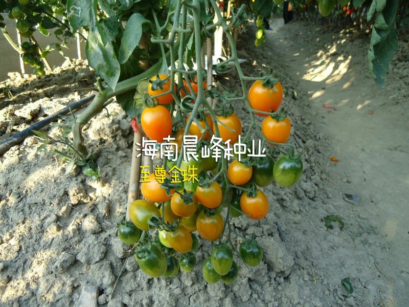 黄色圣女果种子