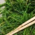 龙虾水草轮叶黑藻