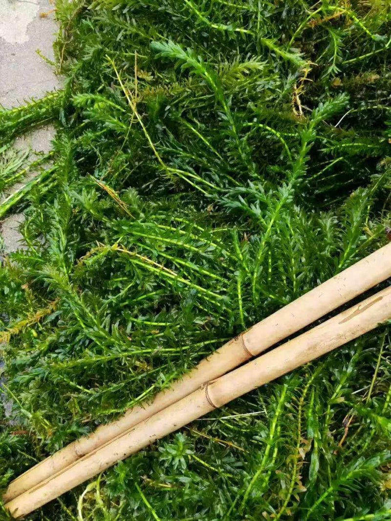 龙虾水草轮叶黑藻