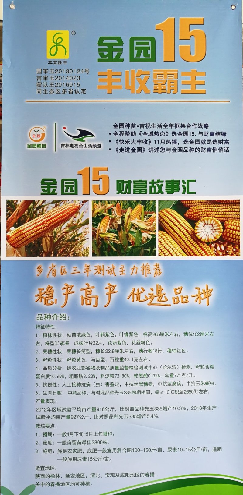 金园15玉米种子最新国审高产脱水快