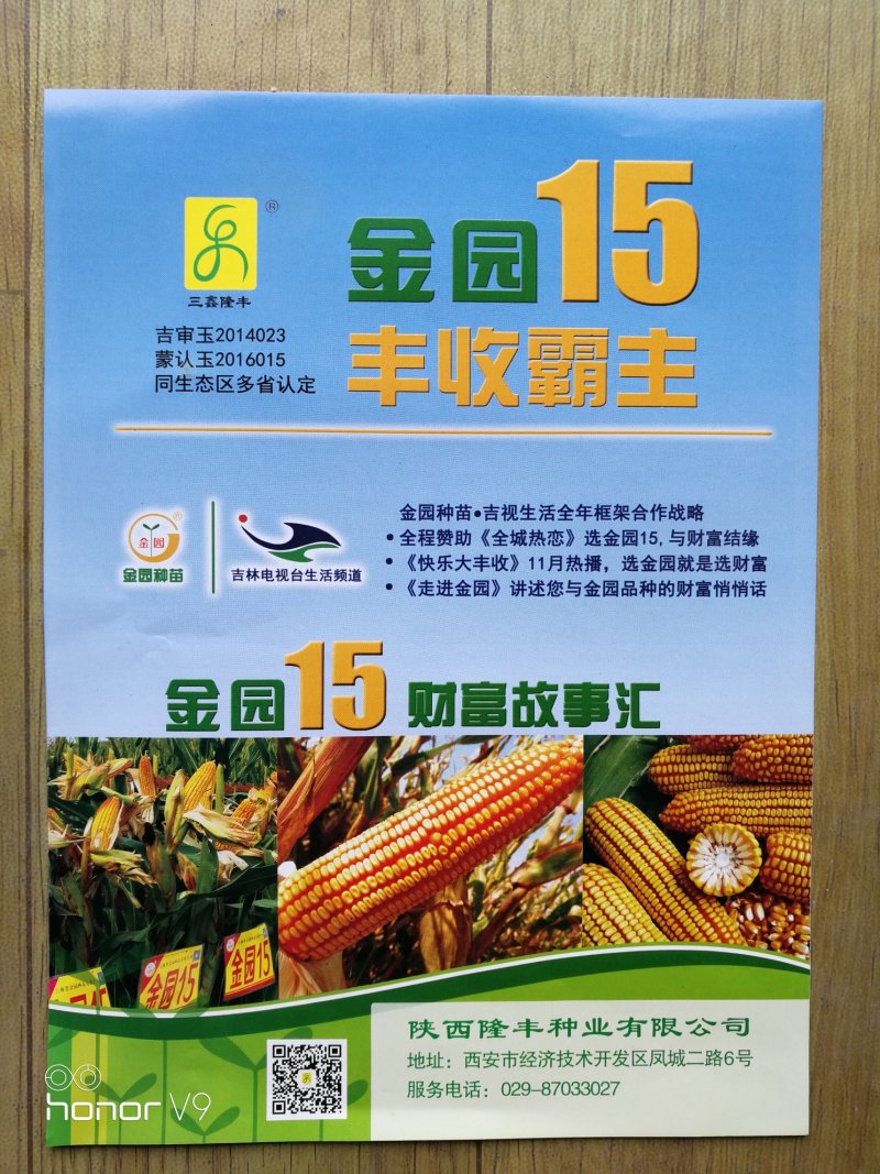 金园15玉米种子最新国审高产脱水快