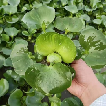 水葫芦水浮莲凤眼蓝