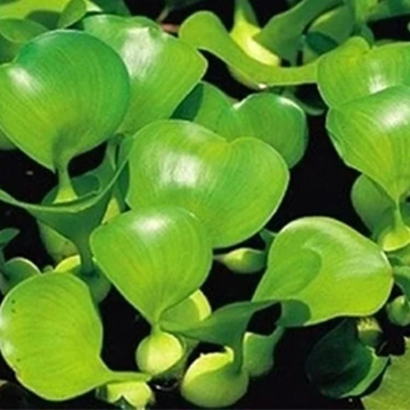 多年生水葫芦