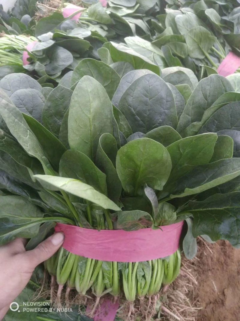 《精选》精品大叶菠菜，大量供应，电商，超市，欢迎选购。
