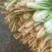 精品香菜大量上市货源充足