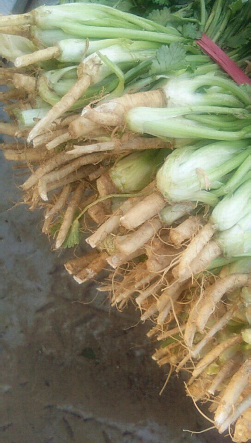 精品香菜大量上市货源充足