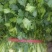精品香菜大量上市货源充足