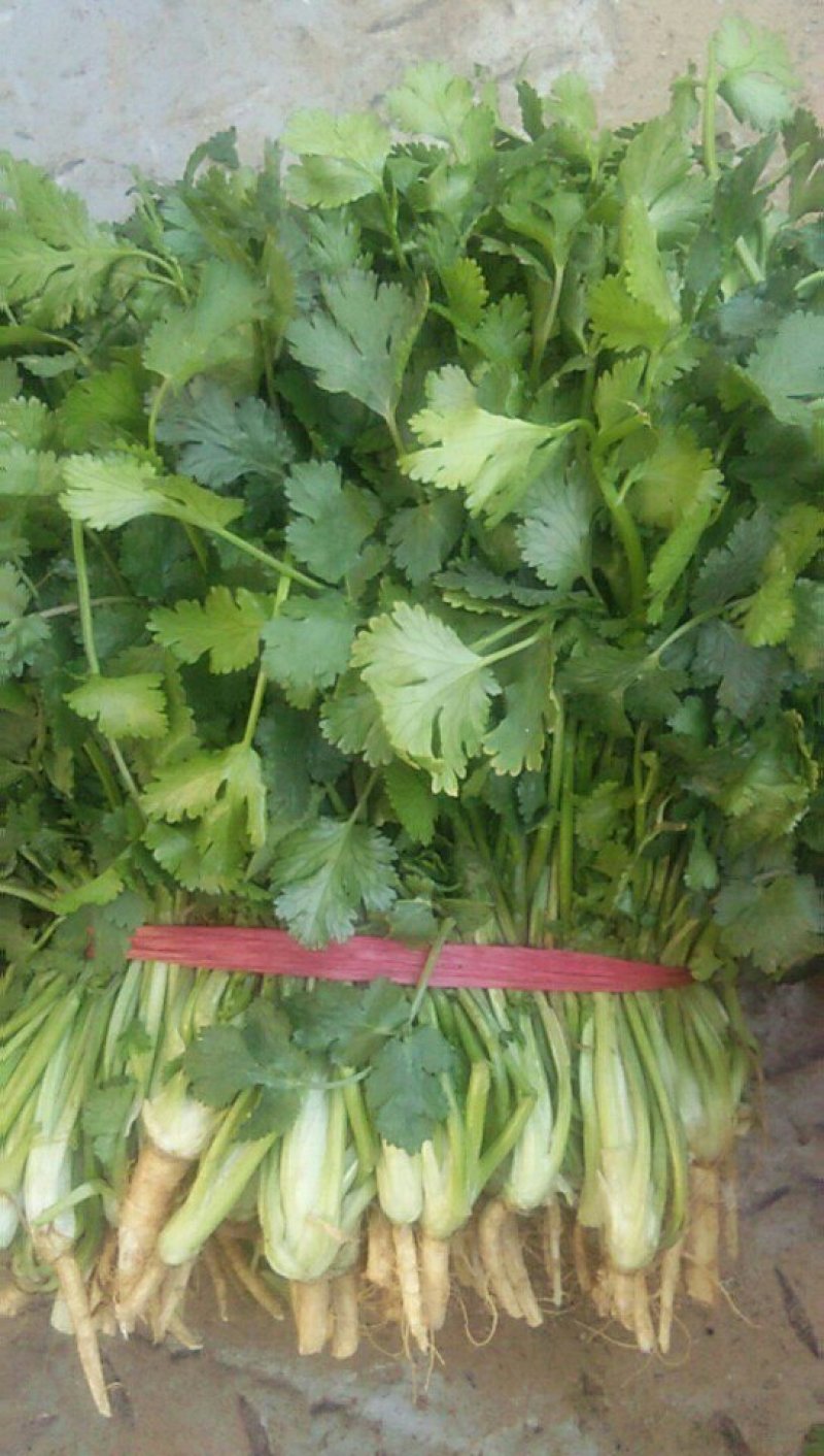 精品香菜大量上市货源充足