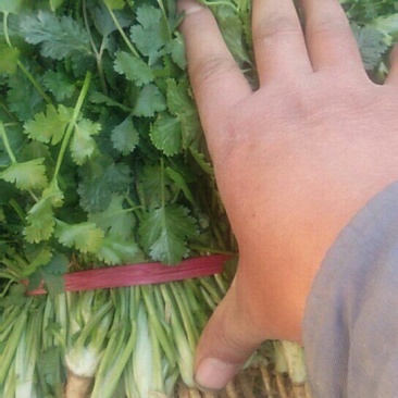 精品香菜大量上市货源充足