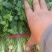 精品香菜大量上市货源充足