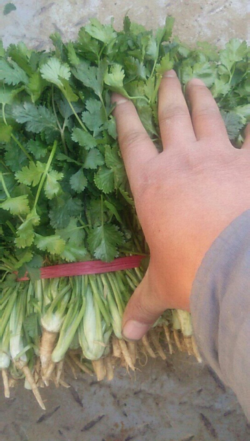 精品香菜大量上市货源充足