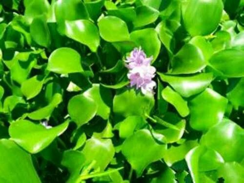 凤眼蓝水浮莲水葫芦