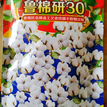 鲁棉研30棉花种子大铃型高产抗病虫免整枝免打岔易摘花