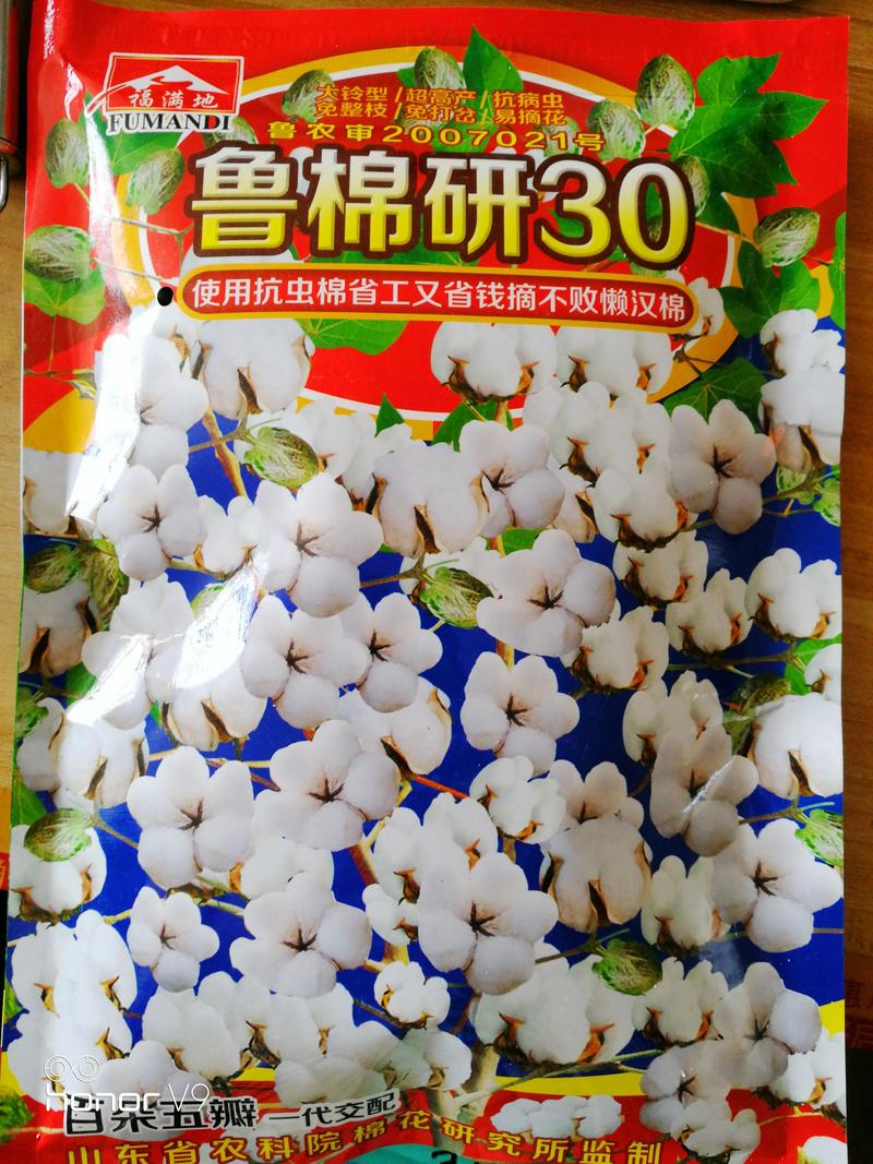 鲁棉研30棉花种子大铃型高产抗病虫免整枝免打岔易摘花