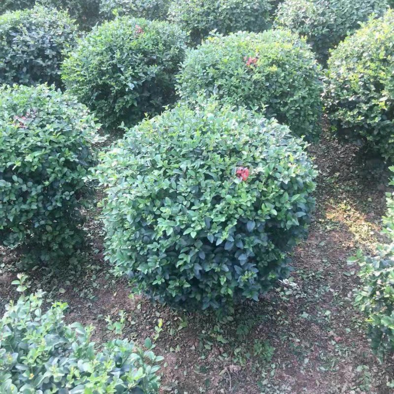 小叶女贞球，冠幅80厘米至1米四季长青