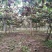 【产地直供】陕西眉县翠香猕猴桃支持一件代发