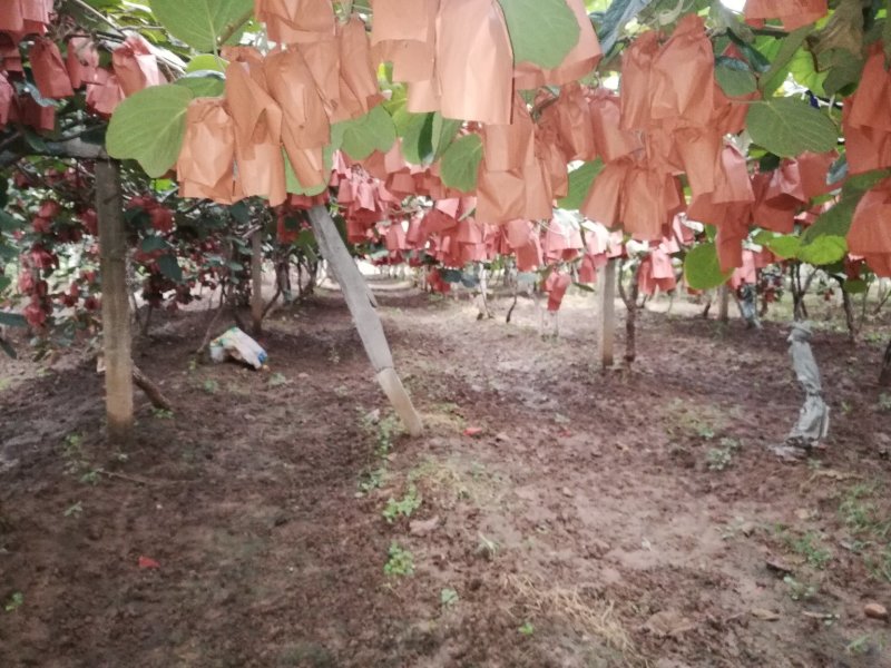 【产地直供】陕西眉县翠香猕猴桃支持一件代发