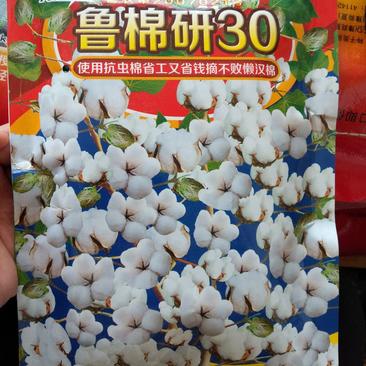 鲁棉研30棉花种子大铃型