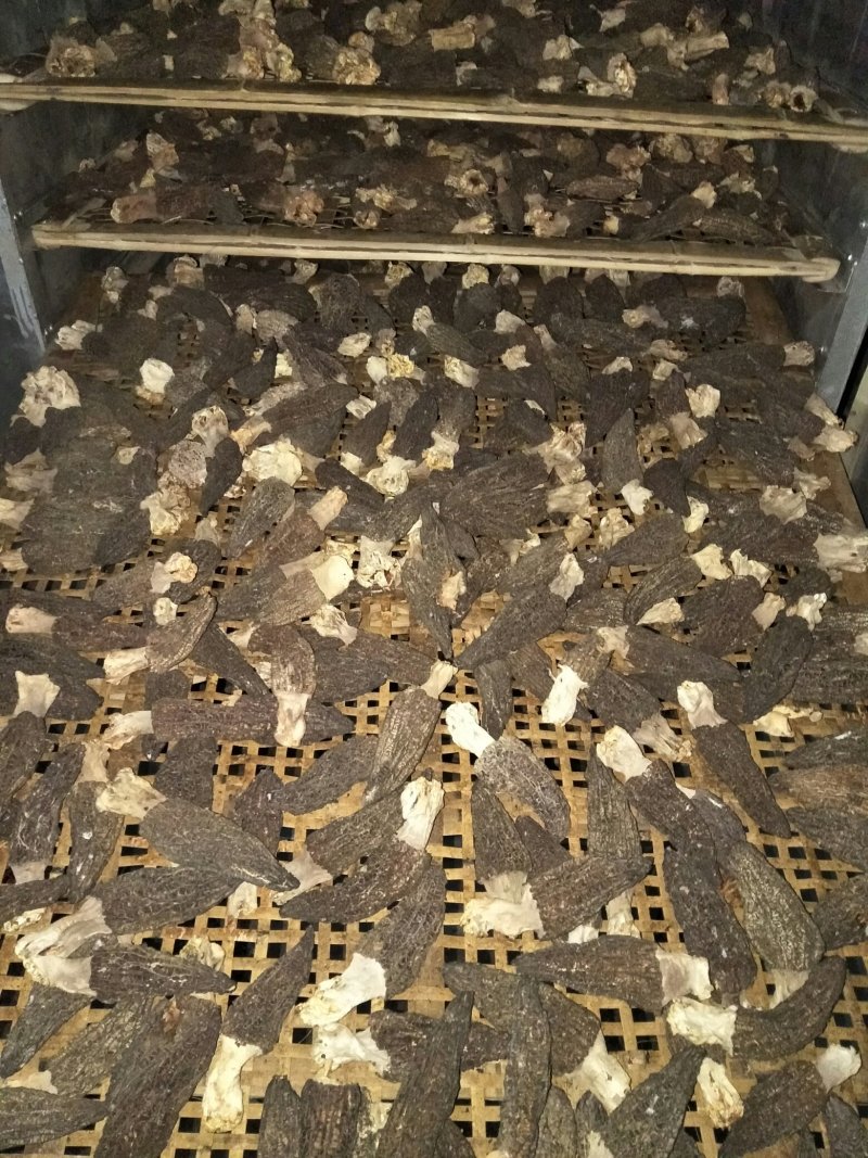 羊肚菌干货五花脚供应