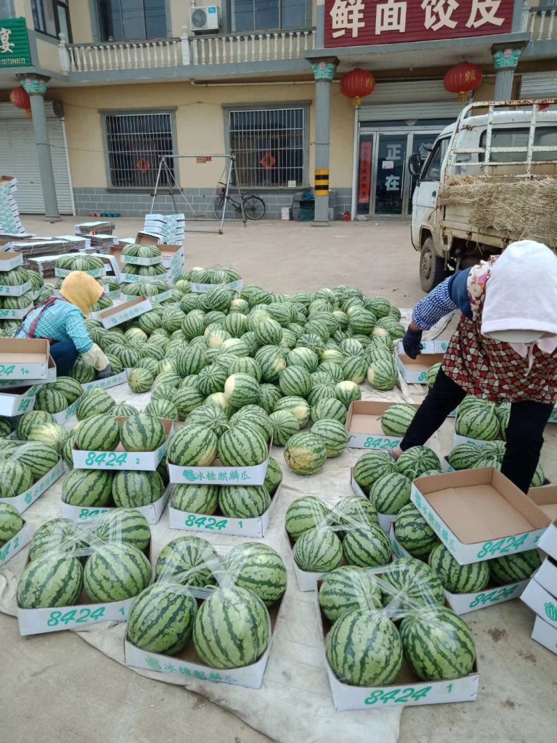 江苏麒麟头茬西瓜上市啦甘甜可口产地直发有籽无籽大量供应