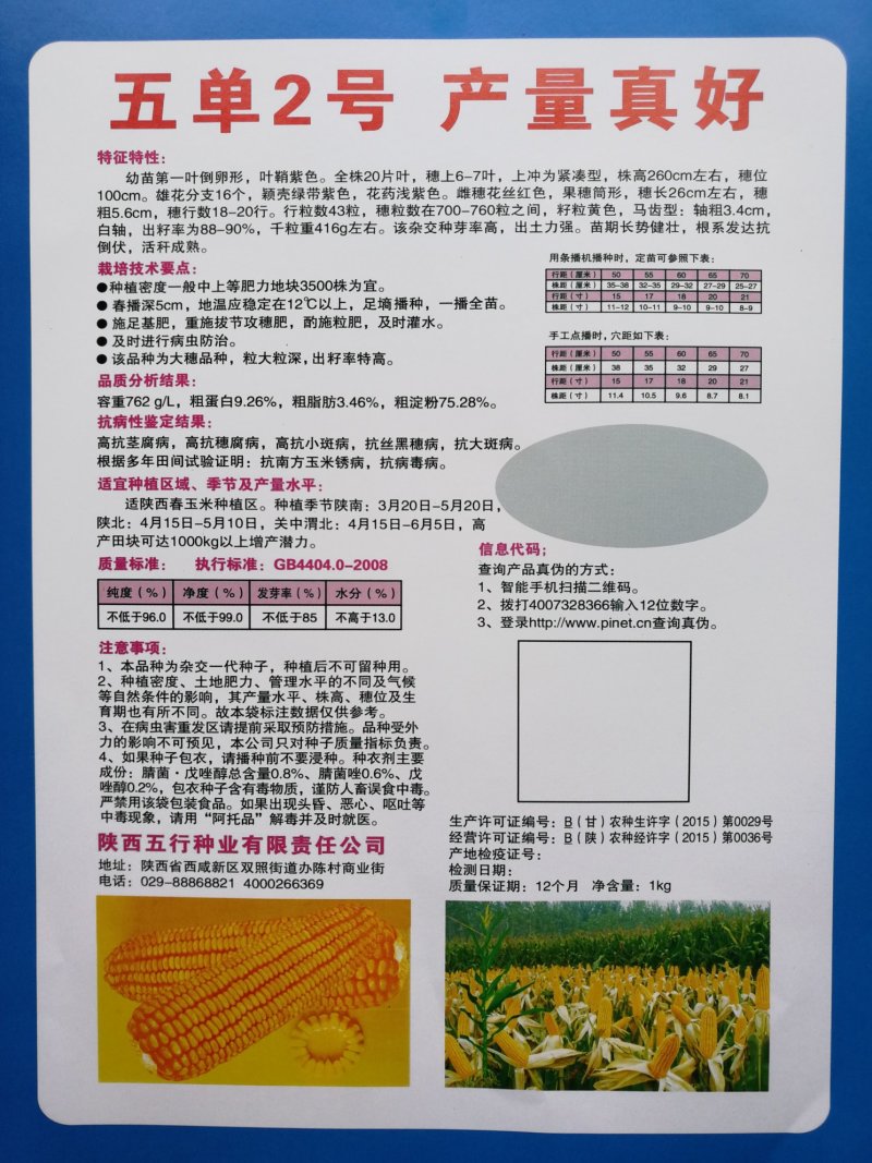 五单2号棒大高产抗病好抗倒伏
