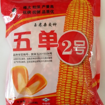 五单2号棒大高产抗病好抗倒伏