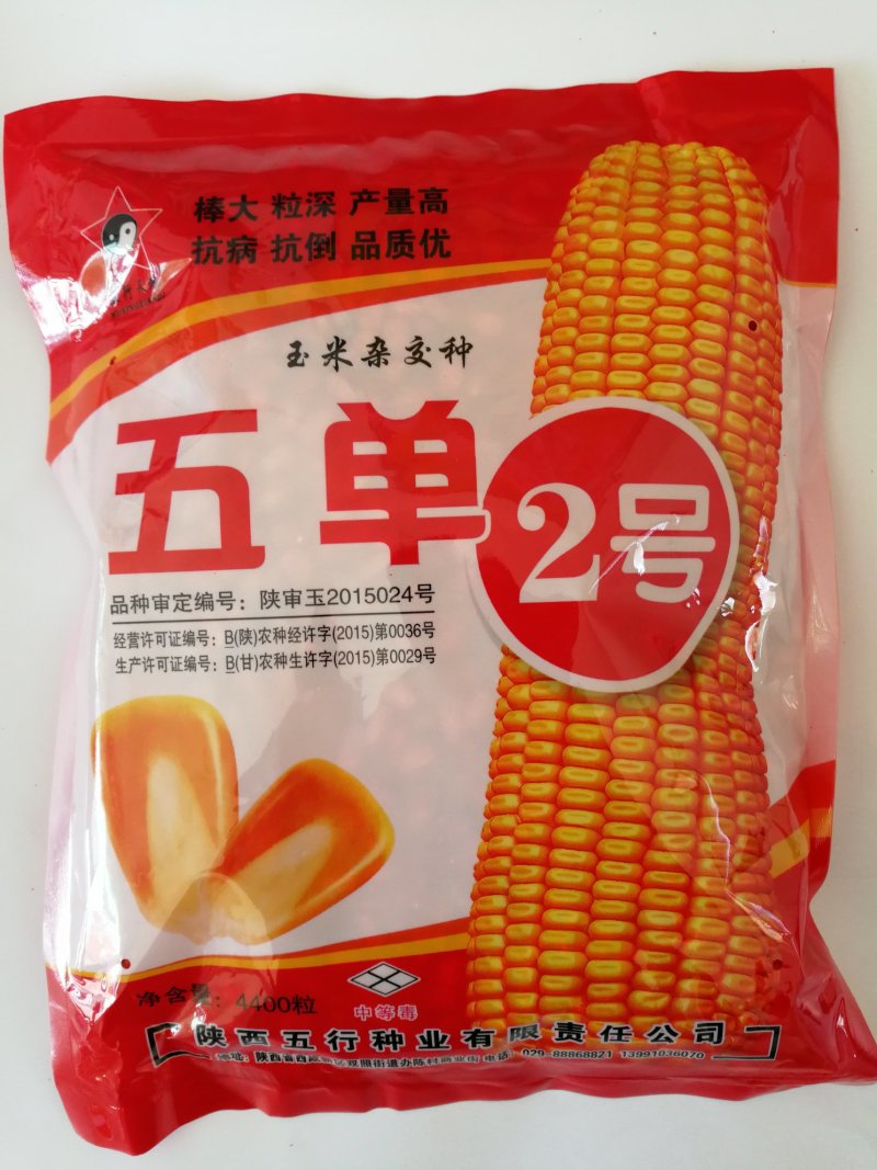 五单2号棒大高产抗病好抗倒伏