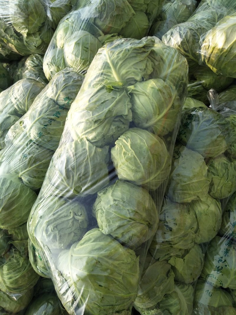 新甘蓝大量上市1~2公斤甘蓝包心菜新鲜蔬菜大头菜卷心菜