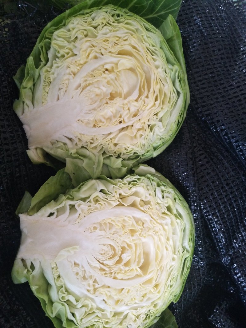 新甘蓝大量上市1~2公斤甘蓝包心菜新鲜蔬菜大头菜卷心菜