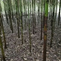 大量供应香樟6一10公分