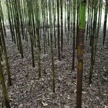 大量供应香樟6一10公分