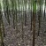 大量供应香樟6一10公分