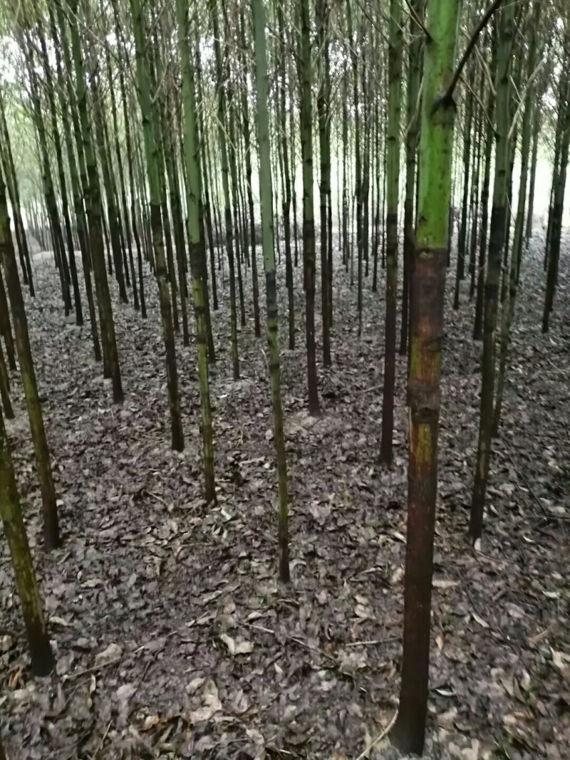 大量供应香樟6一10公分