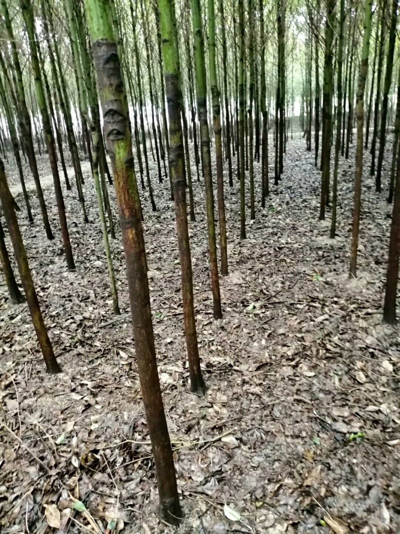 大量供应香樟6一10公分