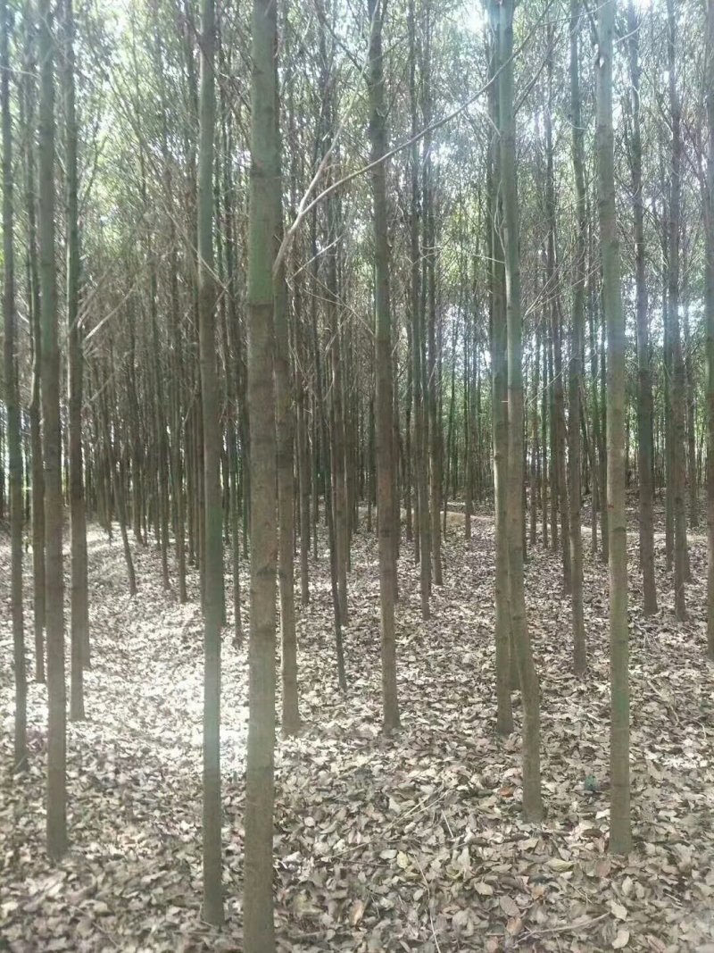 大量供应香樟6一10公分