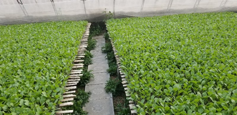 种苗