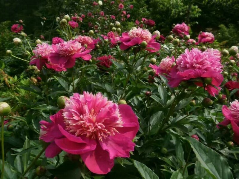 芍药带土球移栽观赏芍药苗芍药花观赏重瓣芍药