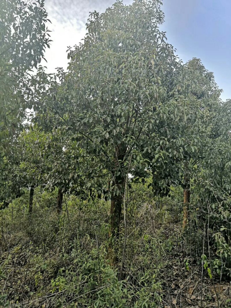 香樟15公分