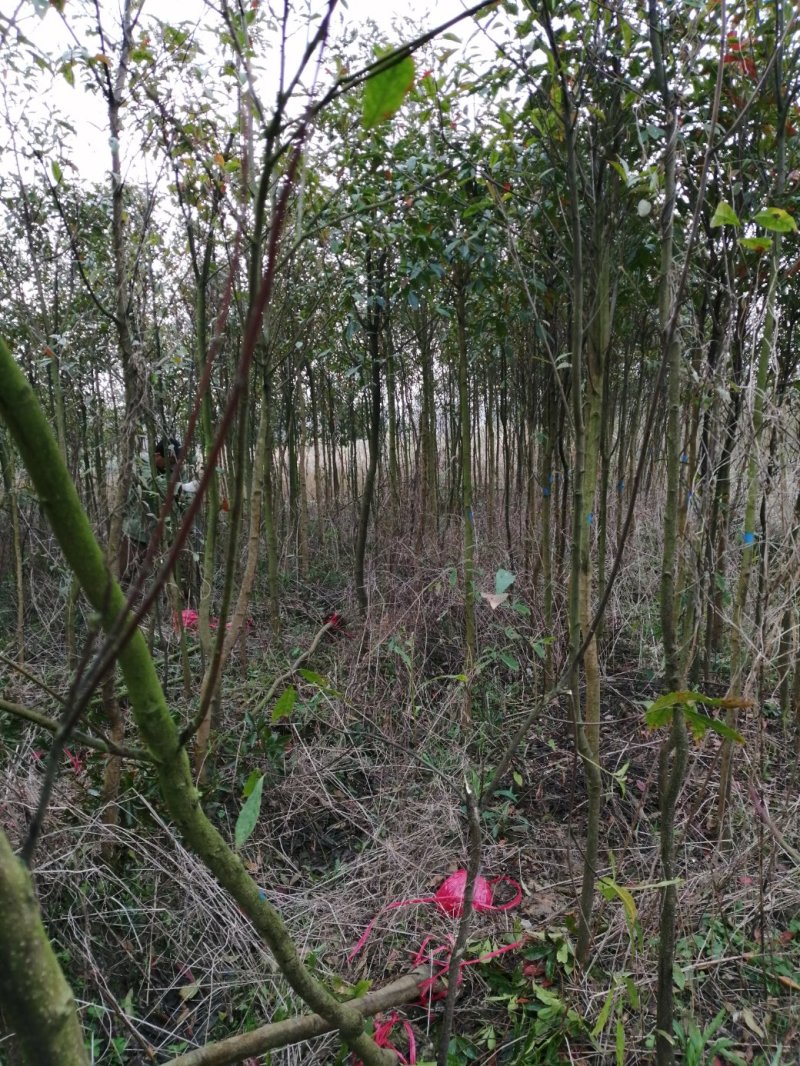 杜英小苗，杜英杯苗，精品杜英，九江杜英基地