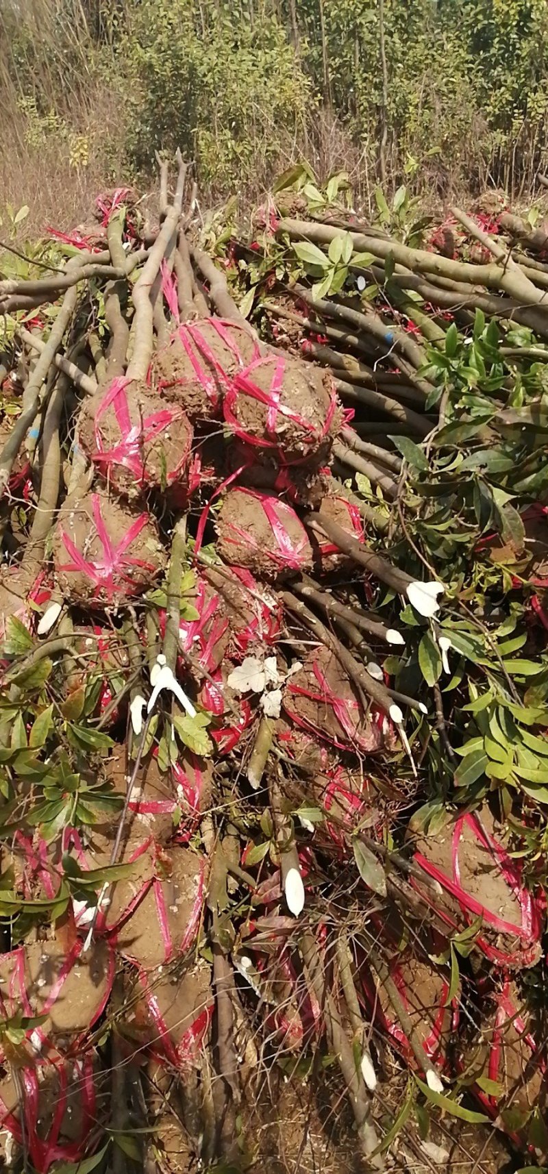 杜英小苗，杜英杯苗，精品杜英，九江杜英基地