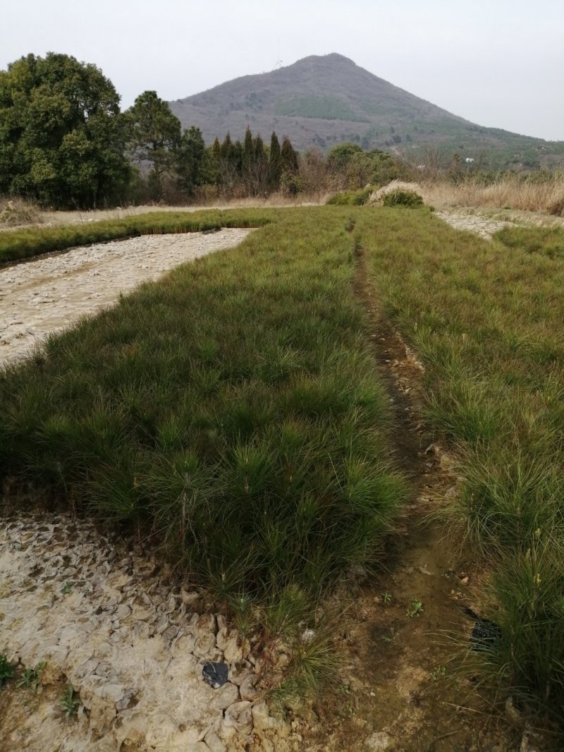 湿地松，湿地松小苗，湿地松杯苗，九江湿地松基地